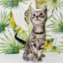 Photo of Tiki   Located In Keilor East