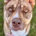 Photo of Honey