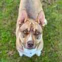 Photo of Honey