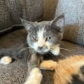 Photo of Keats Meet Me At Vets On Parker Templestowe