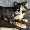 Photo of Peony   Located In Preston