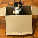 Photo of Peony   Located In Preston