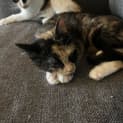 Photo of Peony   Located In Preston
