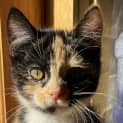 Photo of Peony   Located In Preston