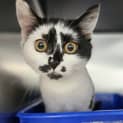 Photo of Estrella 