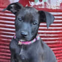 Photo of Bindi