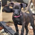 Photo of Bindi