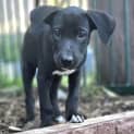 Photo of Echo