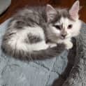Photo of Dusty