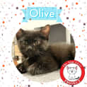 Photo of Olive *9 Lives Project Rescue*