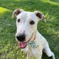 Photo of Milko *$150 Adoption Fee*