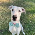 Photo of Milko *$150 Adoption Fee*