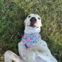Photo of Milko *$150 Adoption Fee*