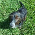 Photo of Tucker