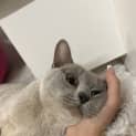 Photo of Luna