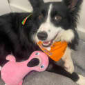Photo of Ava   11 Month Old Border Collie (Trial)