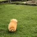 Photo of Teddy 23 Month Old Pomeranian (Trial)