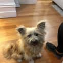 Photo of Teddy 
