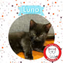 Photo of Luno *9 Lives Project Rescue*