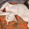 Photo of Firetail