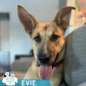 Photo of Evie