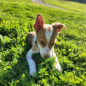 Photo of Hayley