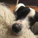 Photo of Marley