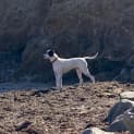 Photo of Marley