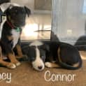 Photo of Clancy & Connor