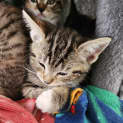 Photo of Eris