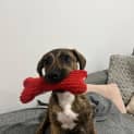 Photo of Harley   5 Month Old Mastiff X