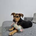 Photo of Millie   3 Month Old Kelpie (Trial)