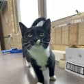Photo of Smudge