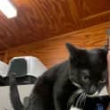 Photo of Smudge