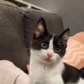 Photo of Frankie