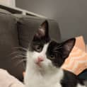 Photo of Frankie
