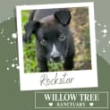 Photo of Rockstar