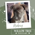 Photo of Rodney