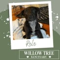 Photo of Rolo