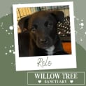 Photo of Rolo