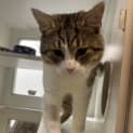 Photo of Moo Moo