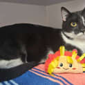 Photo of Pepito