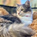 Photo of Duchess