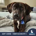 Photo of Georgie 7 Month Old Mastiff X