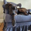 Photo of Georgie 7 Month Old Mastiff X