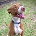 Photo of Peanut