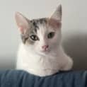 Photo of Pudding