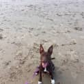 Photo of Roo
