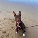 Photo of Roo