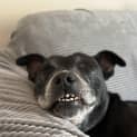 Photo of Coco